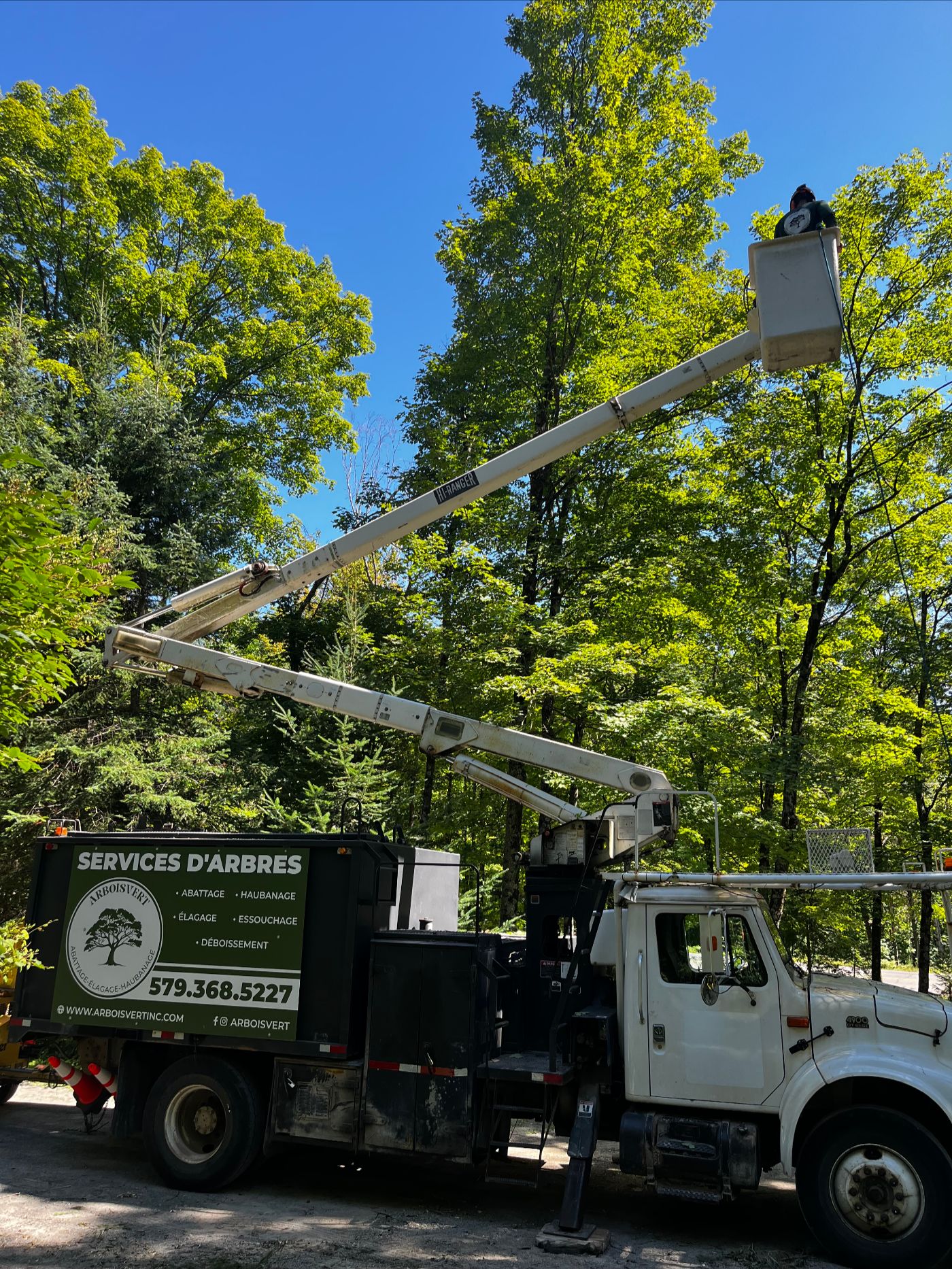 Abattage contrôlé d’un arbre près d’une résidence.