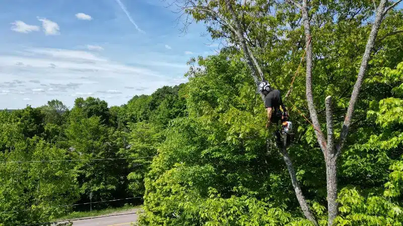 Abattage d'arbre à Rawdon.